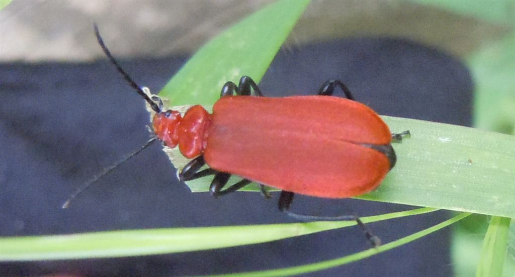 Pyrochroa serraticornis ssp. serraticornis (Pyrochroidae)
